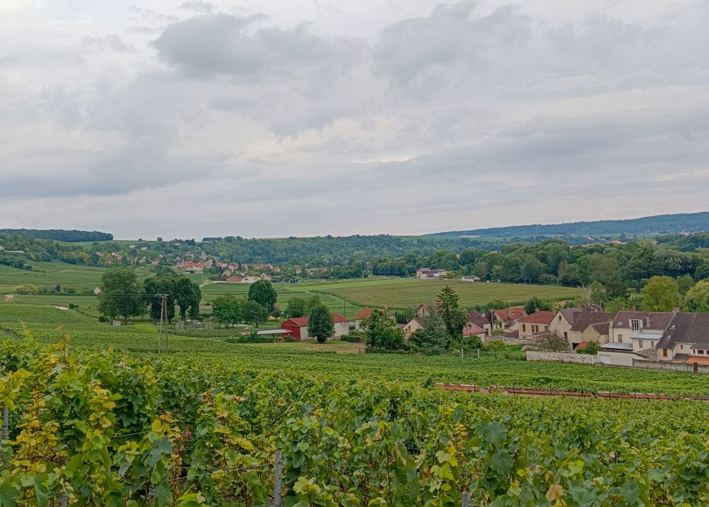 Vignoble champenois