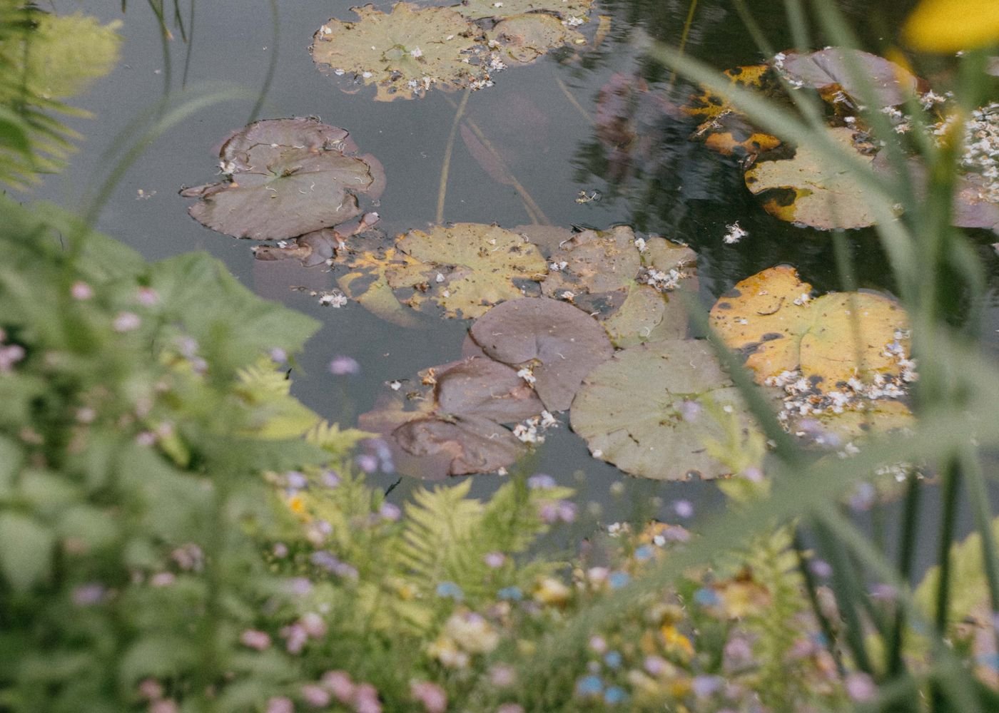 Bassin aux nymphéas dans un jardin